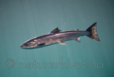 BB 12 0075 / Salmo salar / Laks